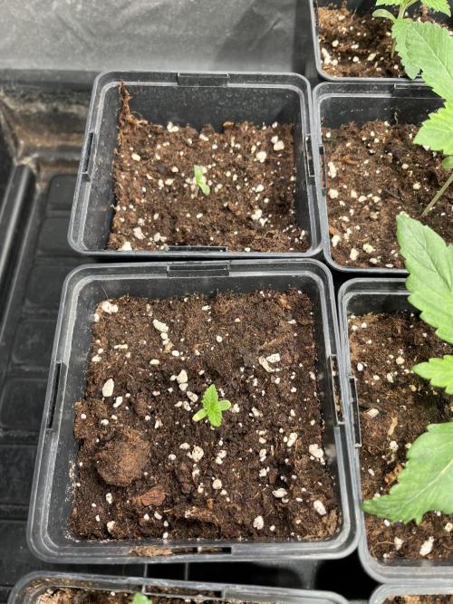 Bubblegum Gelato Barney’s Farm. Week 1 - Aqui 2 plantas muy raras y descompensadas con las hermanas