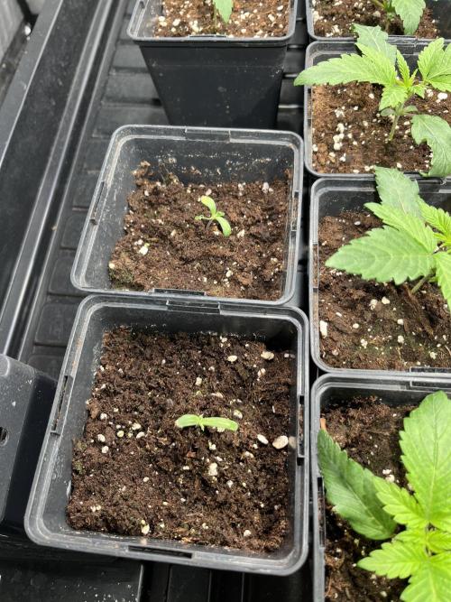 Bubblegum Gelato Barney’s Farm. Week 1 - Y aqui las otras 2 que nose si las podre sacar adelante