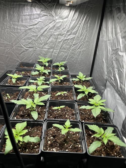 Bubblegum Gelato Barney’s Farm. Week 1