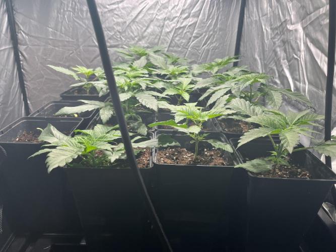 Bubblegum Gelato Barney’s Farm. Week 2 - Tienen 65% de humedad 