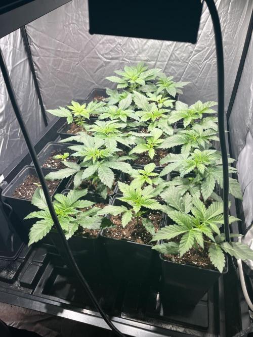 Bubblegum Gelato Barney’s Farm. Week 2 - Ya empiezan a comer muy bien