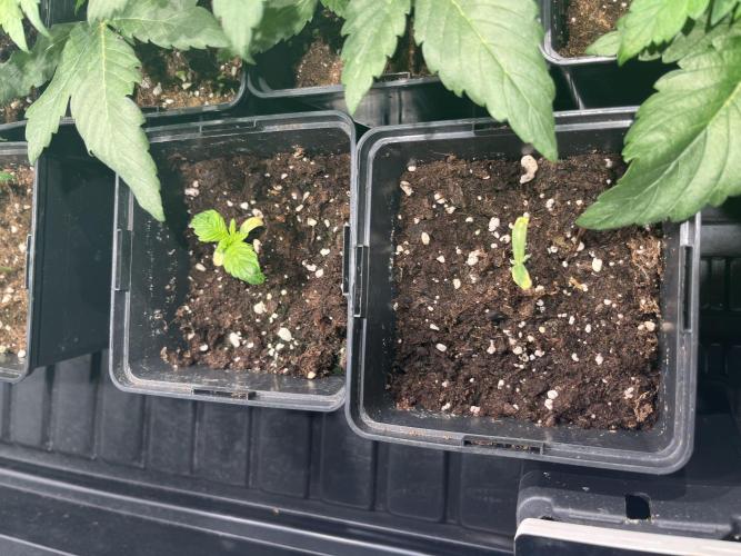 Bubblegum Gelato Barney’s Farm. Week 2 - Estas no van