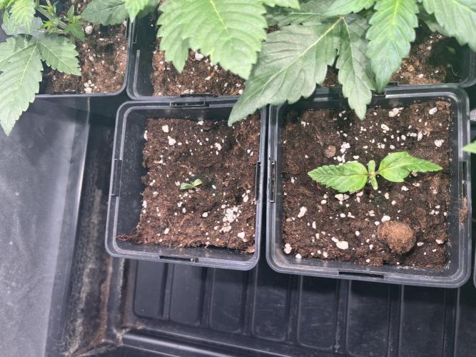 Bubblegum Gelato Barney’s Farm. Week 2 - Y estas tampoco arrancan