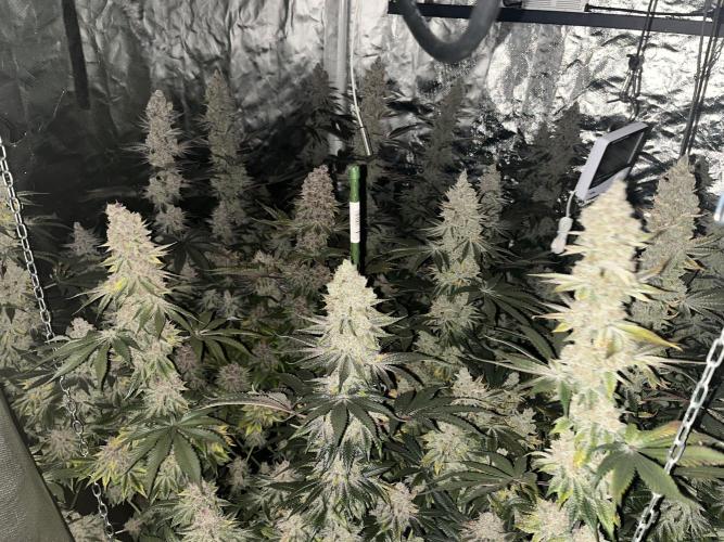 Super Boof  barney’s Farm. Week 15 - Pronto seran cosechadas