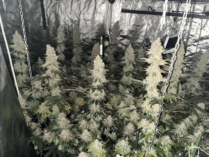 Super Boof  barney’s Farm. Week 15 - Mucha resina