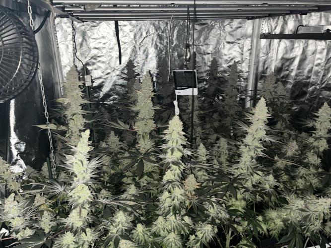 Super Boof  barney’s Farm. Week 15 - Podeis ver la temperatura y humedad 