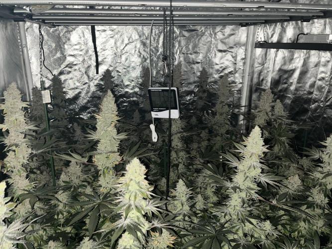 Super Boof  barney’s Farm. Week 15 - Colas muy bonitas
