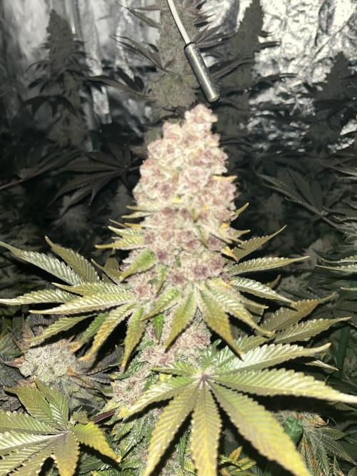Super Boof  barney’s Farm. Week 15 - El central es muy gordo, mucho color y durisimo