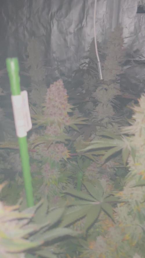 Super Boof  barney’s Farm