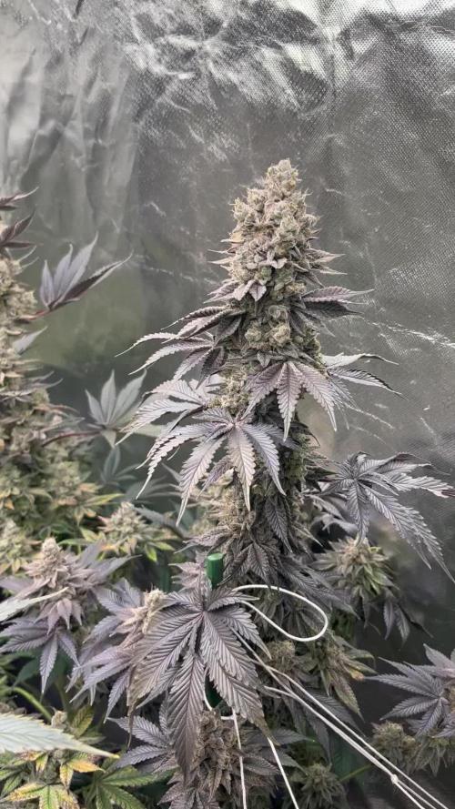 Super Boof barney’s Farm