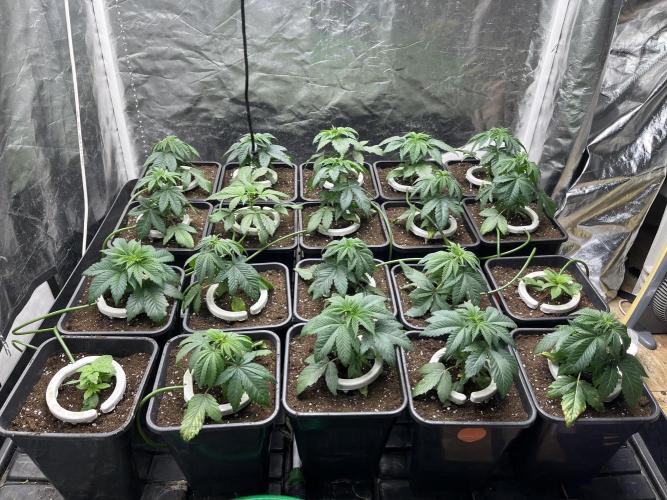 Bubblegum Gelato Barney’s Farm. Week 3 - Recien transplantadas