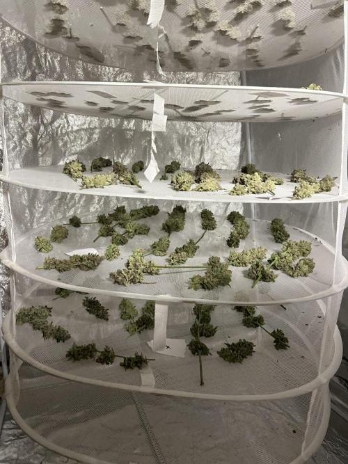 Super Boof  barney’s Farm. Week 17