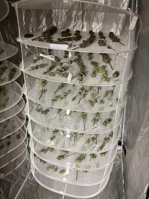 Super Boof  barney’s Farm. Week 17