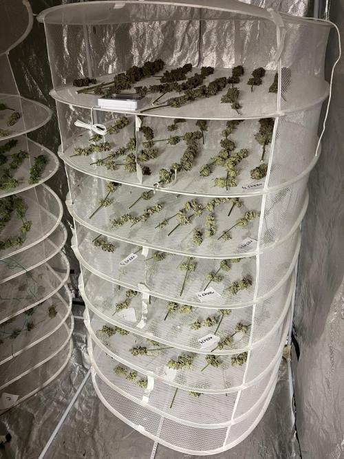 Super Boof  barney’s Farm. Week 17