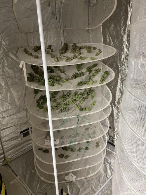 Super Boof  barney’s Farm. Week 17