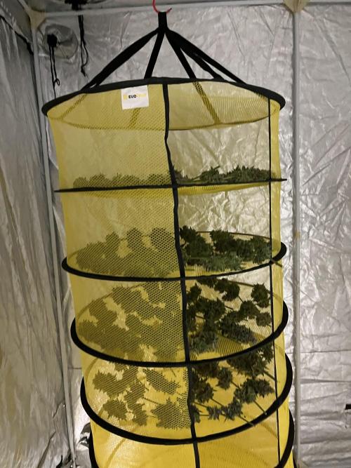 Super Boof  barney’s Farm. Week 17