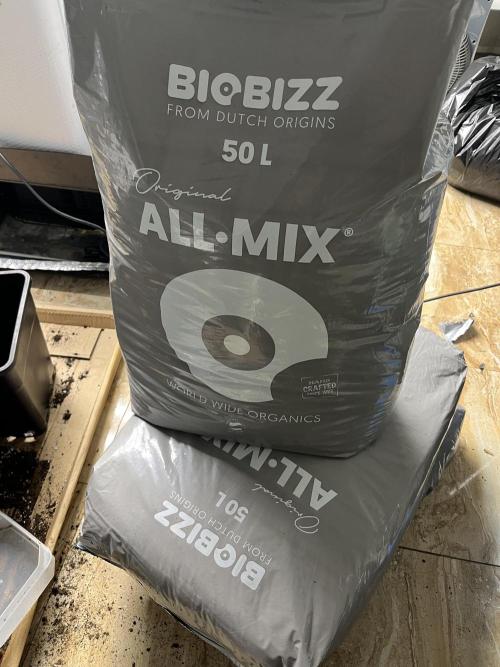 Bubblegum Gelato Barney’s Farm. Week 3