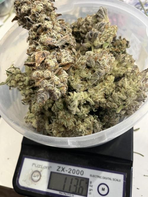 Super Boof  barney’s Farm. Week 17 - 113 gramos de la plamta mas productiva 