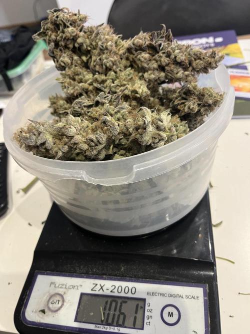 Super Boof  barney’s Farm. Week 17