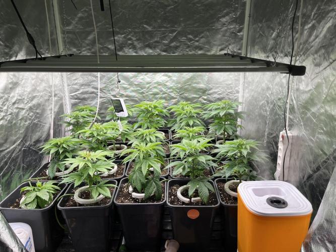 Bubblegum Gelato Barney’s Farm. Week 4