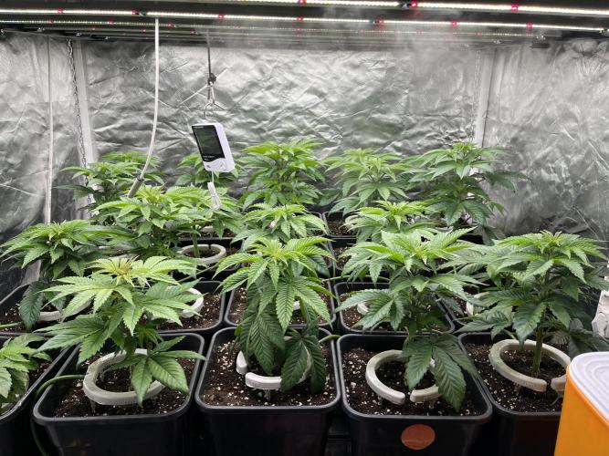 Bubblegum Gelato Barney’s Farm. Week 4