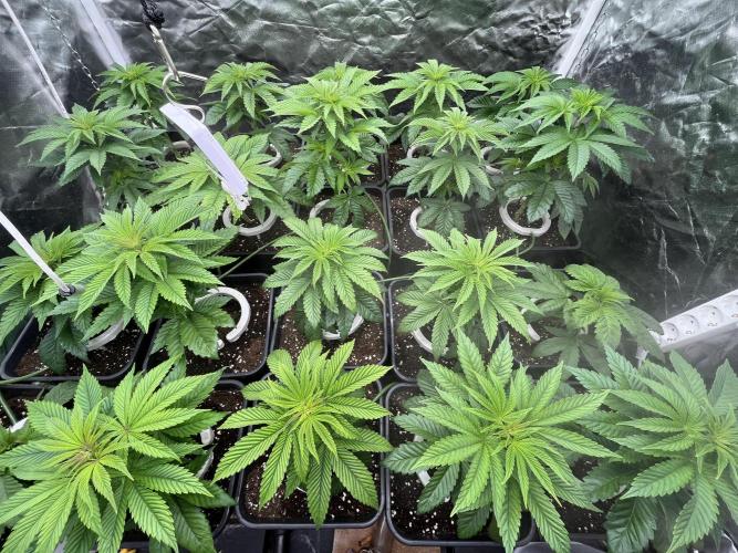 Bubblegum Gelato Barney’s Farm. Week 4