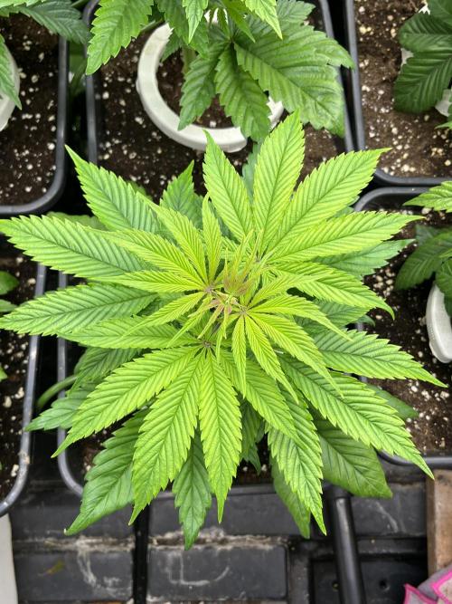 Bubblegum Gelato Barney’s Farm. Week 4