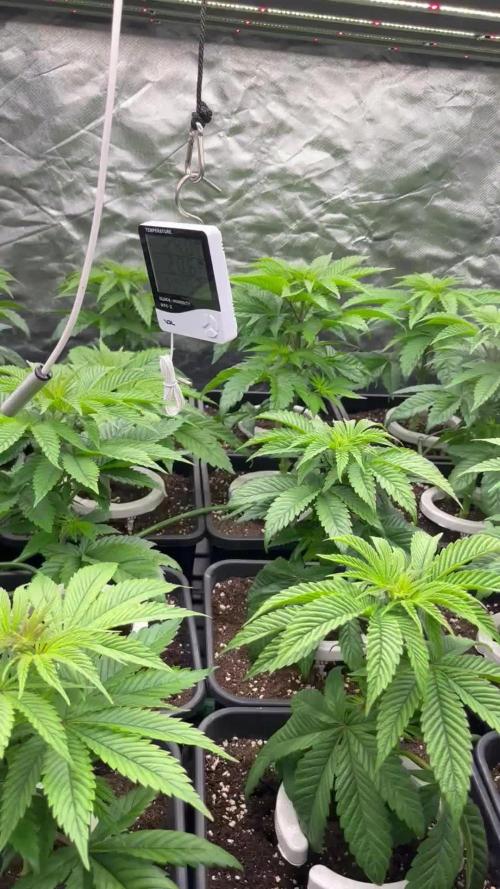 Bubblegum Gelato Barney’s Farm