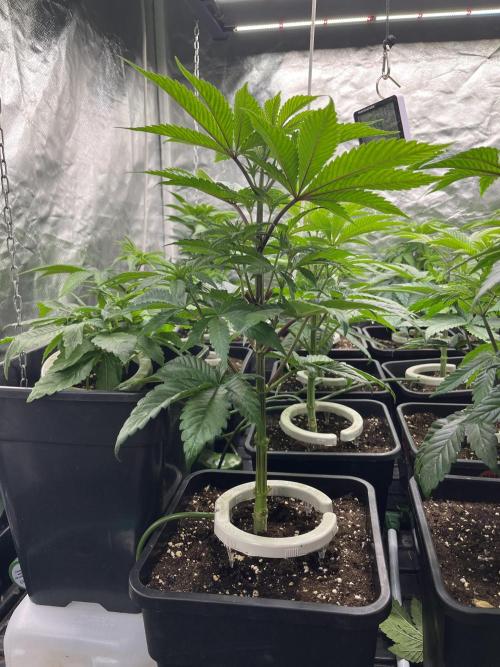 Bubblegum Gelato Barney’s Farm. Week 5