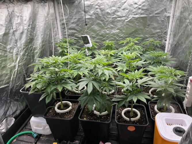 Bubblegum Gelato Barney’s Farm. Week 5