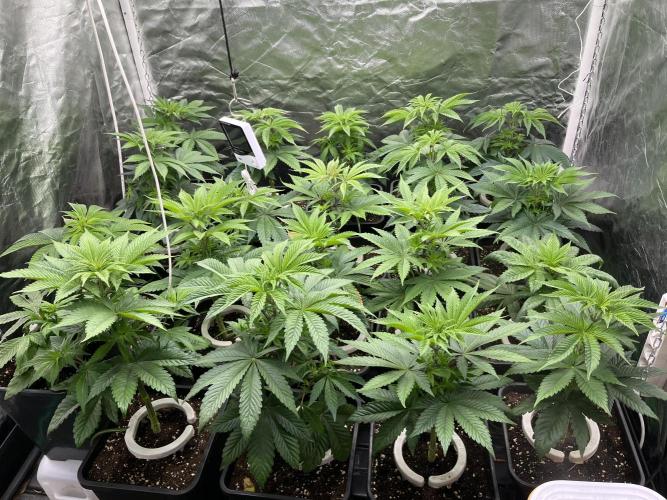 Bubblegum Gelato Barney’s Farm. Week 5