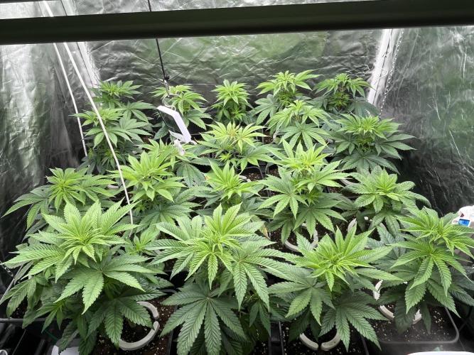 Bubblegum Gelato Barney’s Farm. Week 5