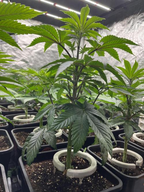 Bubblegum Gelato Barney’s Farm. Week 5