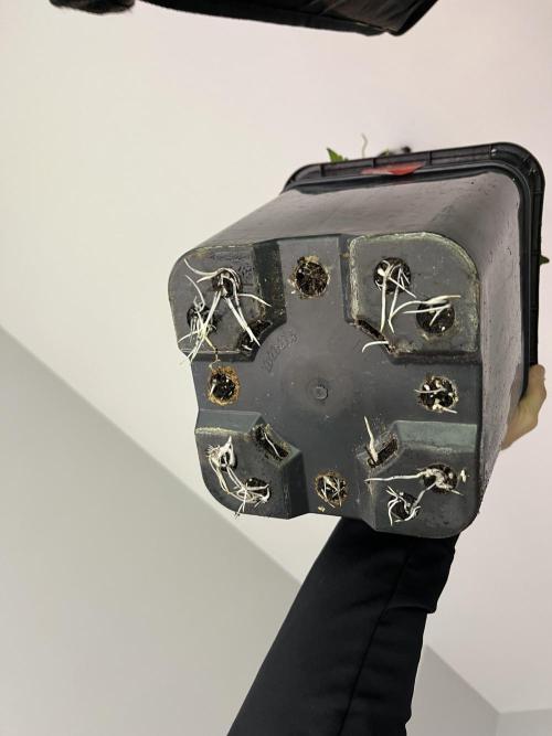 Bubblegum Gelato Barney’s Farm. Week 5 - Estas raizes son una bestialidad