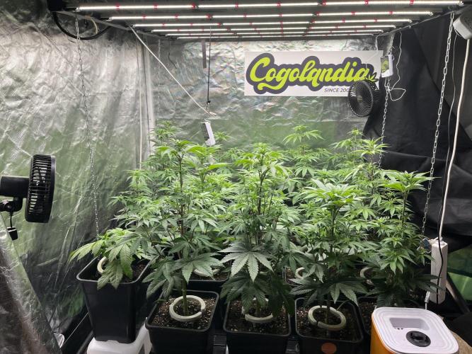 Bubblegum Gelato Barney’s Farm. Week 6