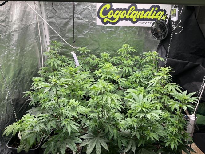 Bubblegum Gelato Barney’s Farm. Week 6