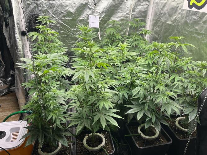 Bubblegum Gelato Barney’s Farm. Week 6