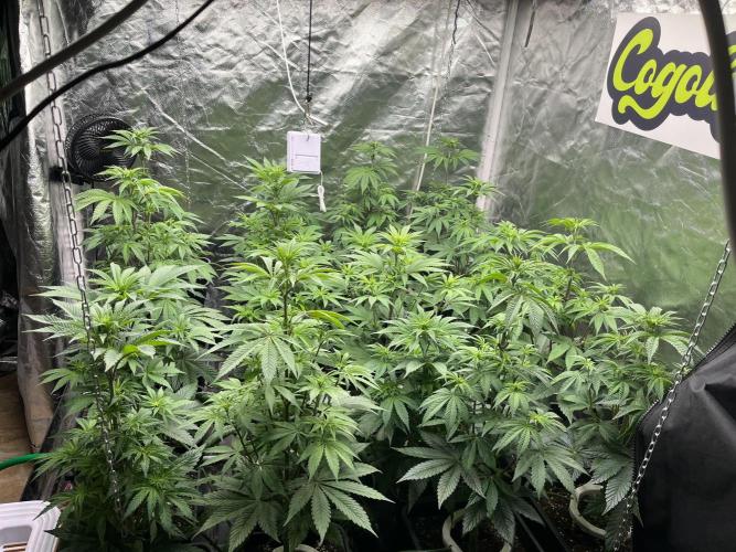 Bubblegum Gelato Barney’s Farm. Week 6