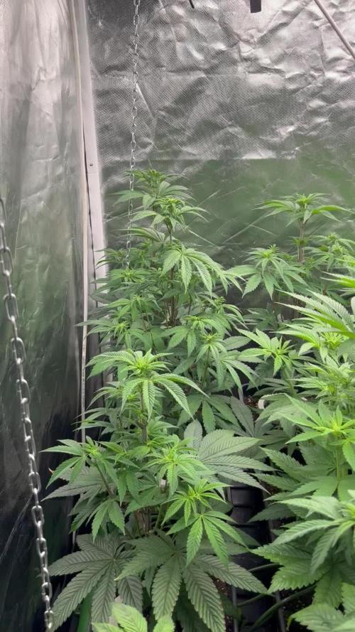 Bubblegum Gelato Barney’s Farm