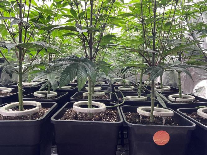 Bubblegum Gelato Barney’s Farm. Week 7