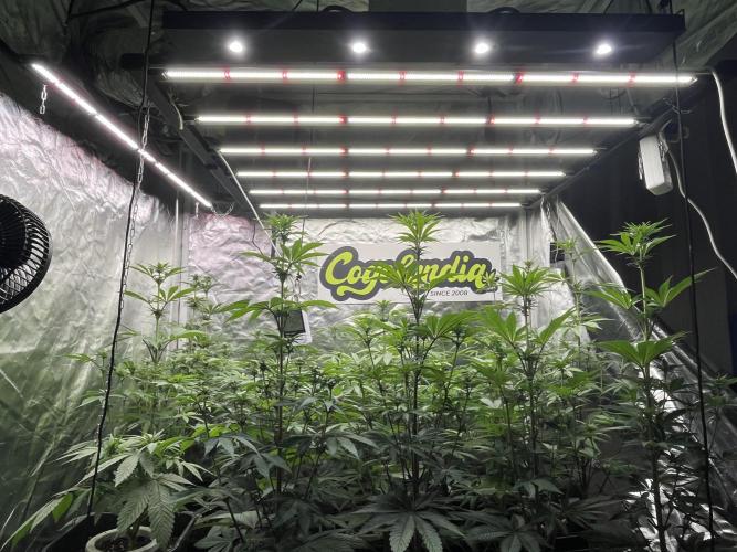 Bubblegum Gelato Barney’s Farm. Week 7