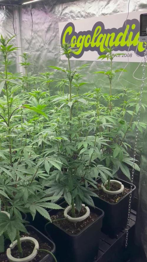 Bubblegum Gelato Barney’s Farm