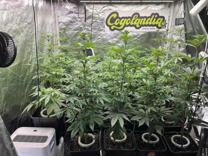 Bubblegum Gelato Barney’s Farm. Week 7