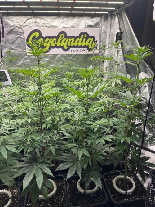 Bubblegum Gelato Barney’s Farm. Week 7