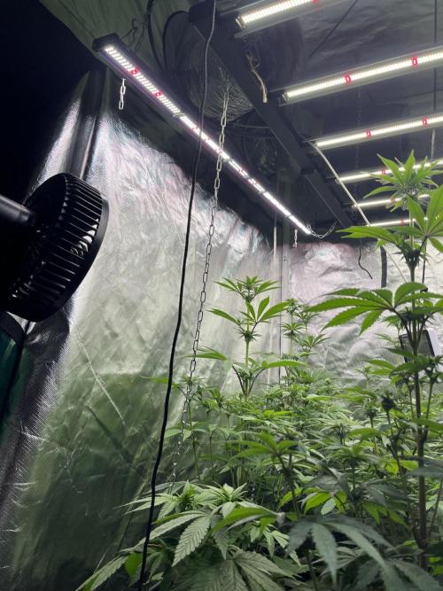 Bubblegum Gelato Barney’s Farm. Week 7