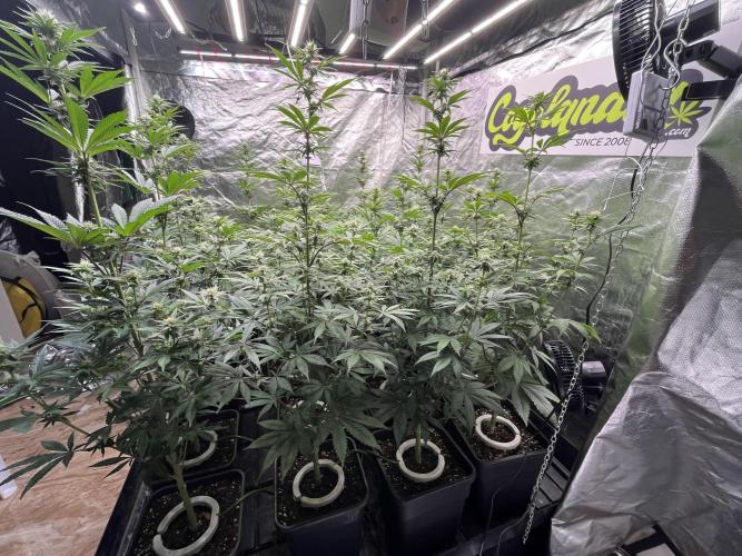 Bubblegum Gelato Barney’s Farm. Week 8