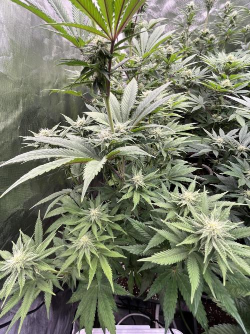 Bubblegum Gelato Barney’s Farm. Week 8