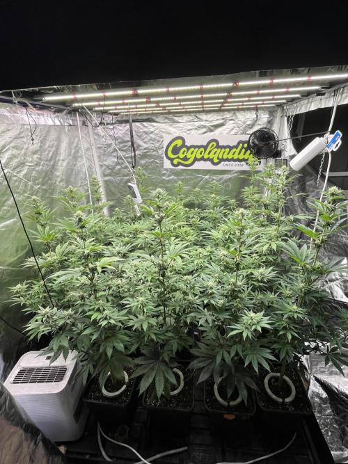 Bubblegum Gelato Barney’s Farm. Week 8