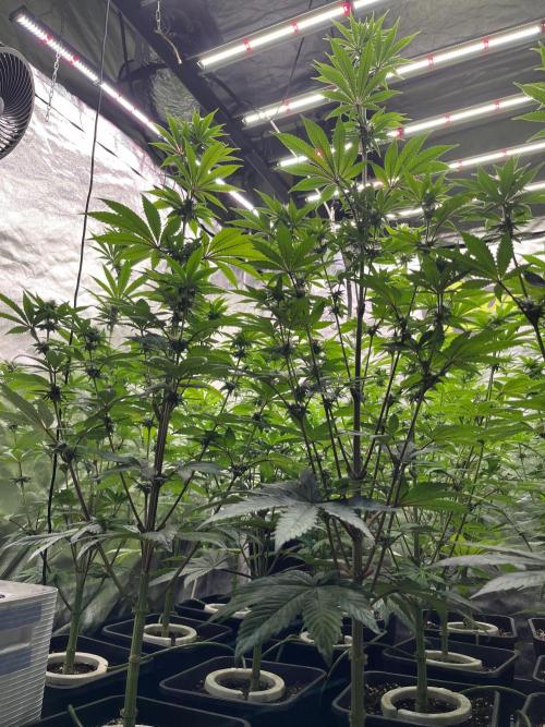 Bubblegum Gelato Barney’s Farm. Week 8