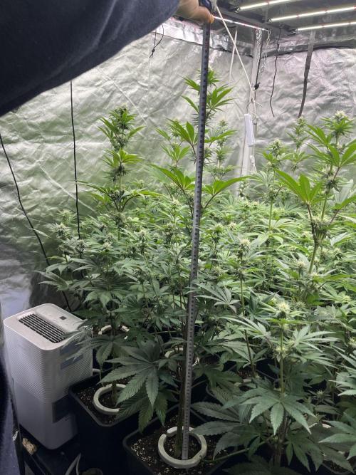 Bubblegum Gelato Barney’s Farm. Week 8